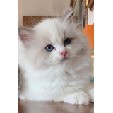 Ragdolls De Excelente Pedigree Europeo - Leer Info!!