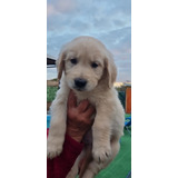 Cachorro Golden Retriever