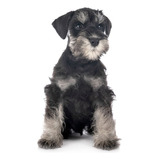 Perros Schnauzer Disponibles Dogs Puppy