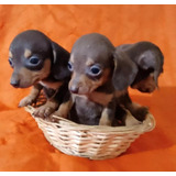 Salchicha Dachsund Cachorros Incluye Pedigree Microchip 