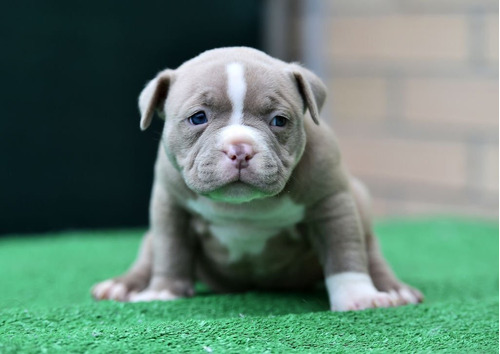 Hermosos Pitbulls Para La Venta Perros Pitbull Cachorritos