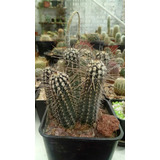 Kit De Cultivo Echinopsis Mirabilis