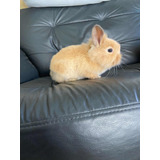 Mini Lop Coelho Macho!