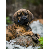 Cachorro Fila Brasileiro Perro Puppy Disponible 