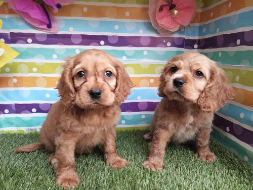 Cachorros Cocker Spaniel