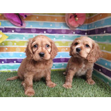 Cachorros Cocker Spaniel