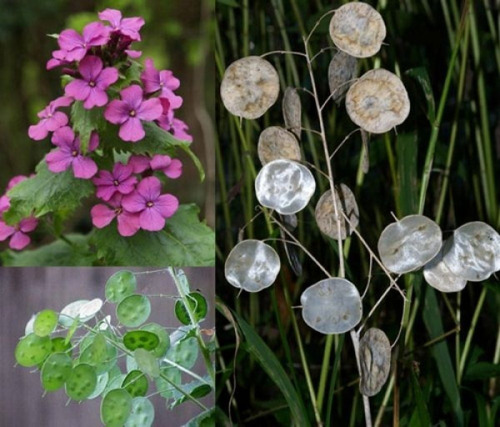 Semillas De Lunaria Moneda Del Papa, Flor Planta Ornamental