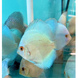 Peces Disco Blue Diamond 4-5cm Excelente Genética Puros 100%