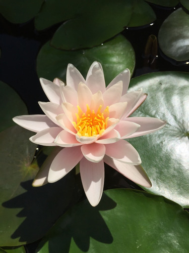 Nenúfar Rosa Nymphaea Sp. Chubby Lirio Acuático