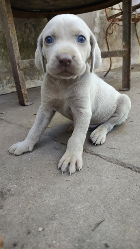 Cachorros Weimaraner