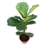 Ficus Pandurata Lyrata