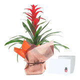 Bromelia Roja Grande De Regalo