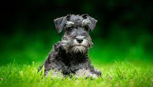 Cachorros Mini Schnauzer Mschos Abril2024