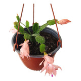 Schlumbergera - Cactus Pata De Jaiba Planta Colgante 