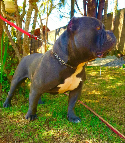 American Bully Filhote