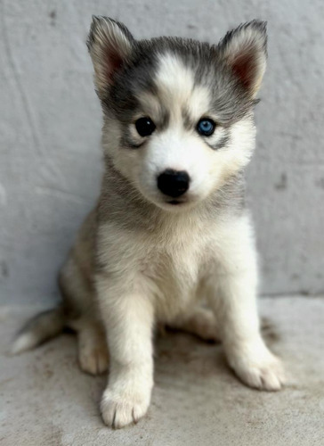 Filhote De Husky Siberiano