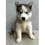 Filhote De Husky Siberiano