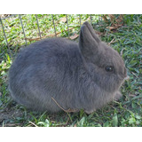 Bebê Mini Coelho Netherland Dwarf (coelho Anão), 