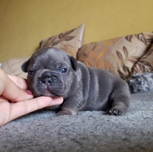 Hermosos Bulldog Francés Black Merle, Entregas Sin Cargo 