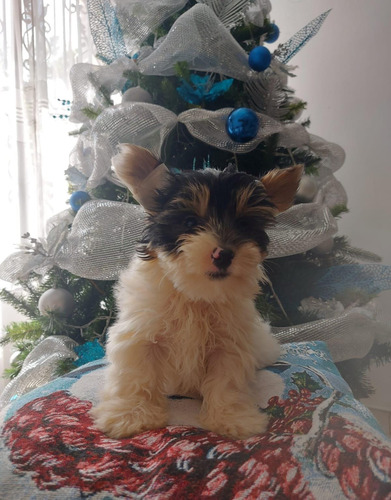 Cachorro Yorkie Biewer Disponible Perro Medellín Perros