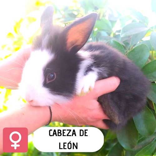 Conejos Conejitos Bellier Belier Cabeza De León 