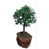 Bonsai Jasmin Anã 10 Anos Fotos Reais Vaso De Porcelana....