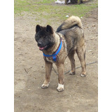 Perro Akita 