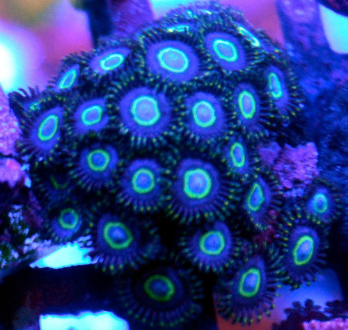 Coral : Zoanthus Aoi 3 Pólipos