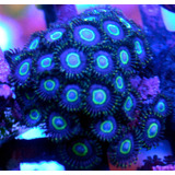 Coral : Zoanthus Aoi 3 Pólipos