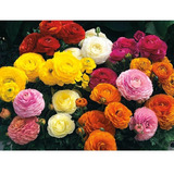 Semillas De Ranunculus Dobles Mix De Colores