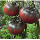 Semillas De Tomate Black Krim