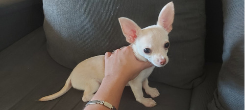 Cachorro Chihuahua Cabeza De Manzana