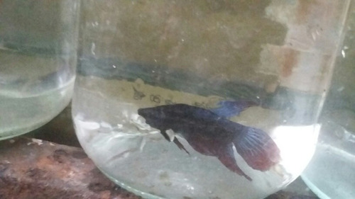 Bettas Machos Juveniles