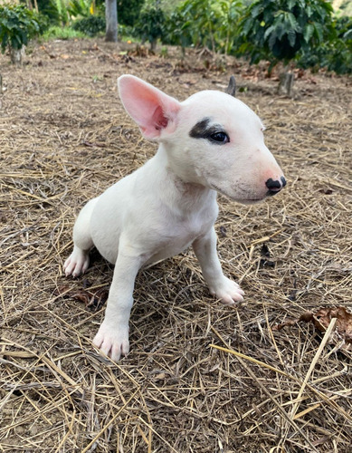 Cachorro Bullterrier Medellín, Bogotá Animal Pets Colombia 