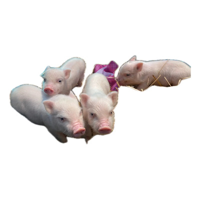 Cerditos Mini Pig | Meses sin interés