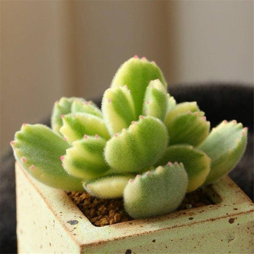 Garra De Oso Variegada Cotyledon Tomentosa  Mercado Envíos