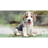 Cachorro Beagle Tricolor 04