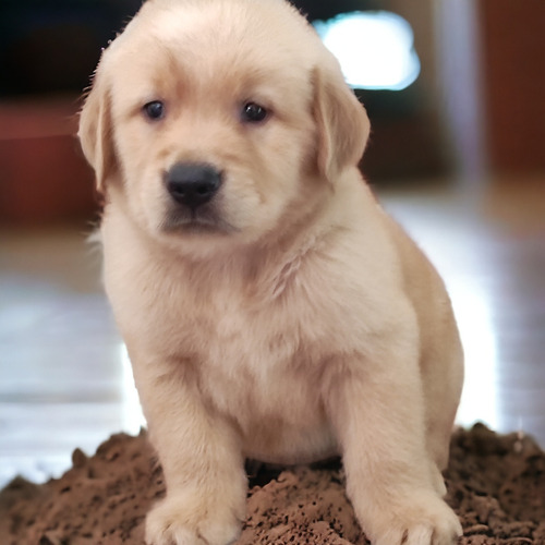 Golden Retriever Com Pedigree Linhagem De Campeões 