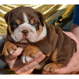 Cachorros Bulldog Ingles Chocolate And Tan Exotic Perros