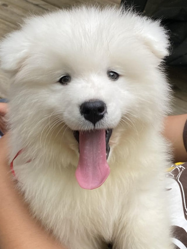 Samoyedo Cachorros