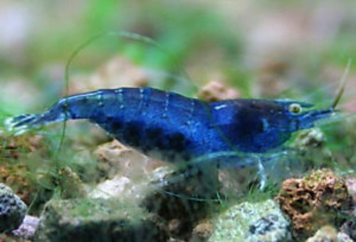 Combo Camarão Neocaridina Bluefantasy / Orange Sakura (4 Un)