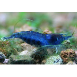 Combo Camarão Neocaridina Bluefantasy / Black Sakura (4 Un)