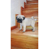 Cachorros Pug