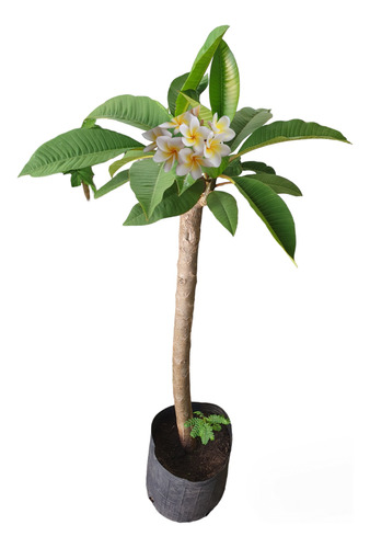 Jazmin Magno, Plumeria Obtusa.