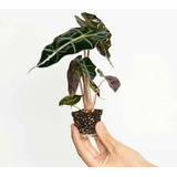 50 Semillas De  Alocasia Bonsai (interiores)