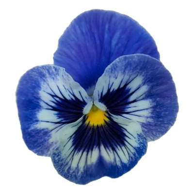 Flor De Pensamiento Azul - Viola Cornuta Azul (25) | MercadoLibre