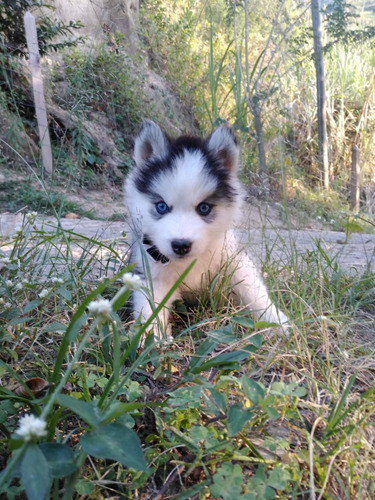 Cachorro Lobo Siberiano