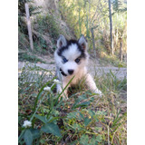 Cachorro Lobo Siberiano