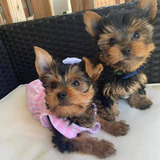 Cachorros Yorkshire Terrier (yorky)