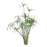 Papiro Piraguita (cyperus Alternifolius) Planta Natural 